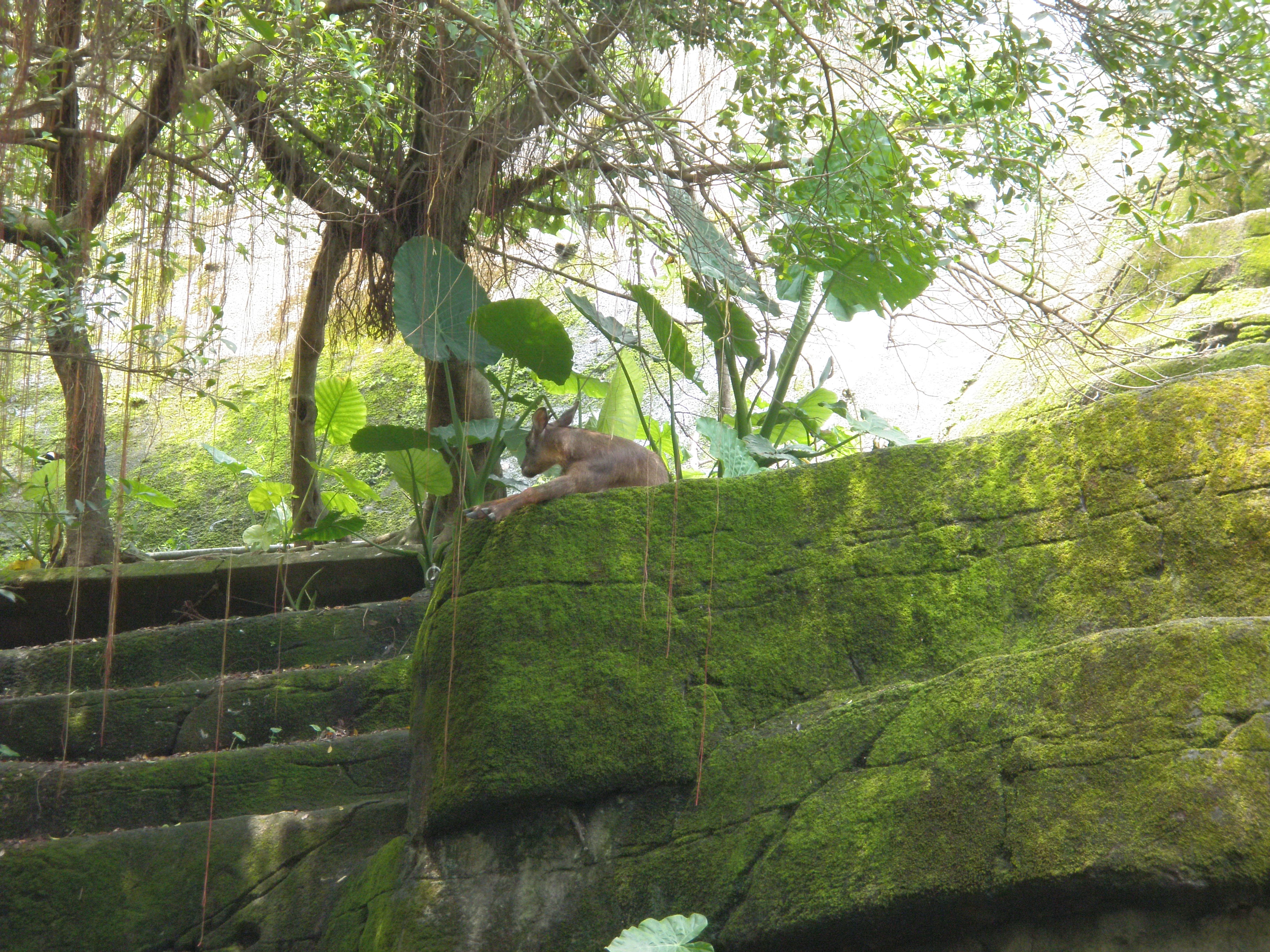 Taipei zoo - Taiwan serow